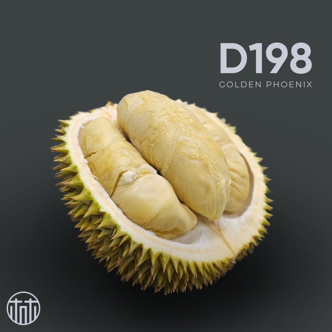 Golden Phoenix Box - Durian Lims